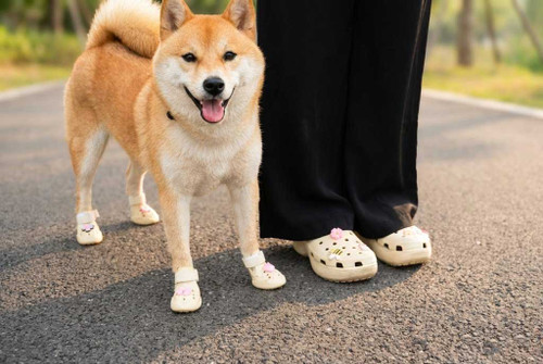 Twinning Shiba Inu dog wearing Tan Doccs standing next to owner wearing matching beige Crocs. Shows the 'Mommy and Me' matching shoe trend
