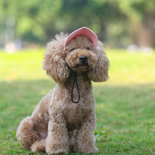 Brown poodle dog sitting on green grass wearing a pink dog baseball cap.