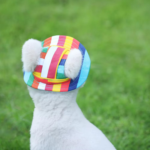 White dog wearing a colorful rainbow striped canvas round brim hat, viewed from behind to show ear fit and sun coverage.