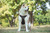 Front view of Akita dog wearing the Black No-Pull Harness. Highlights the comfortable fit across the chest and the front metal D-ring for attaching a training leash