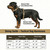 Sizing chart for Black tactical dog vest showing measurements for medium to extra large working breeds.