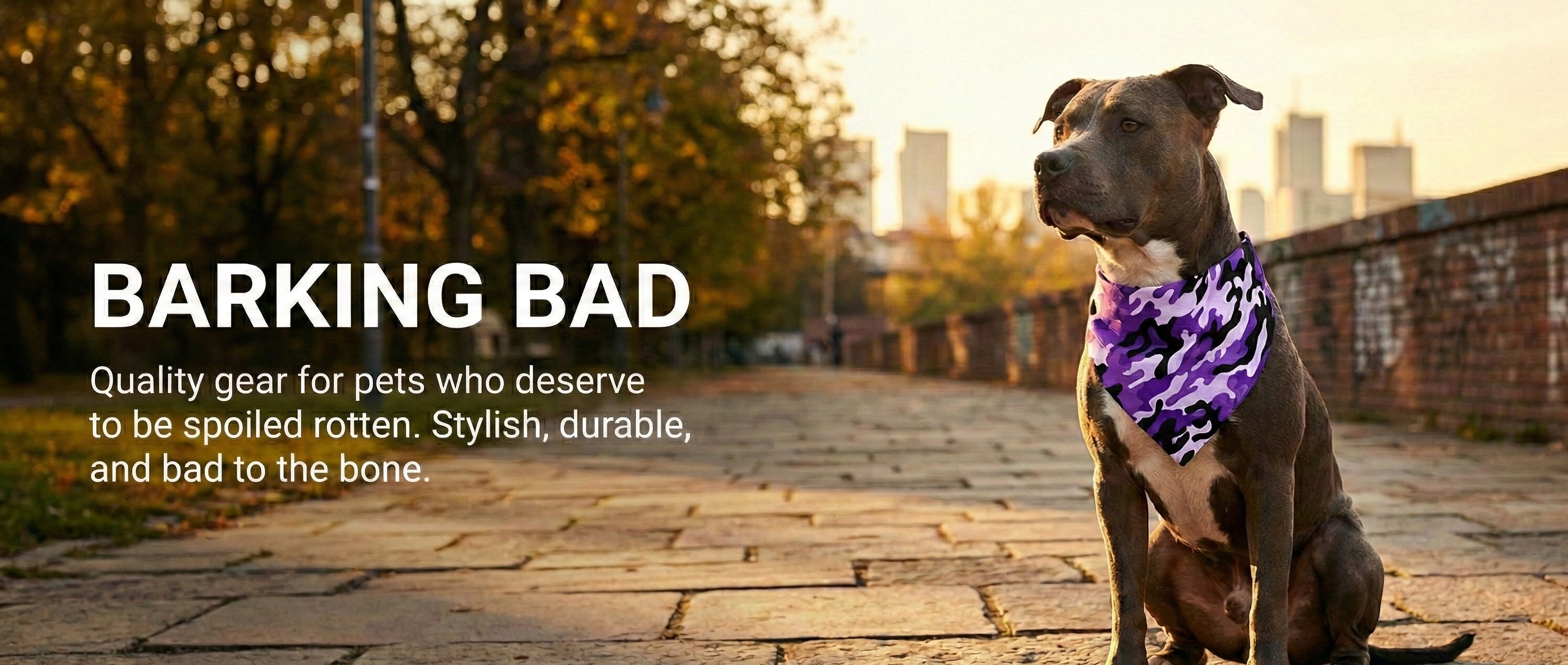 Pitbull in purple camo bandana