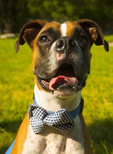 Gingham Bow Ties