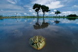Okavango: Africa's Last Eden by Frans Lanting