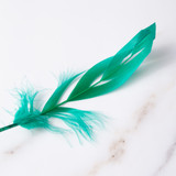 Feather - Flandes