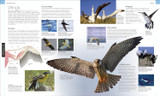 Bird: The Definitive Visual Guide by DK