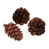 Pinecones (100pcs)