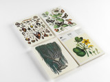 Notepad/Writing Paper: A5 - Natural History