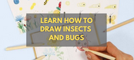 Learn How to Draw Insects & Bugs - A Step by Step Guide