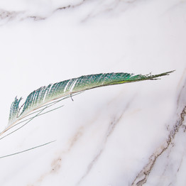 Feather (60cm) - Peacock Sword