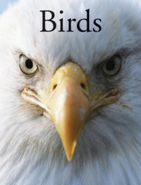 Birds by Per Christiansen and Paula Hammond