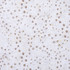 Tenderwood: Footsteps - 100% Cotton