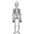 Skeleton Decoration (120cm) - Glow In Dark