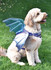 Dog Harness w/Wings in Simplicity (S9875)