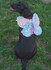 Dog Harness w/Wings in Simplicity (S9875)