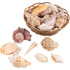 Decorative Shells in Basket