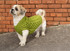 Madra Dog Jacket in Yarn Vibes Aran