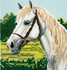 Counted Cross Stitch Kit - Large White Horse
