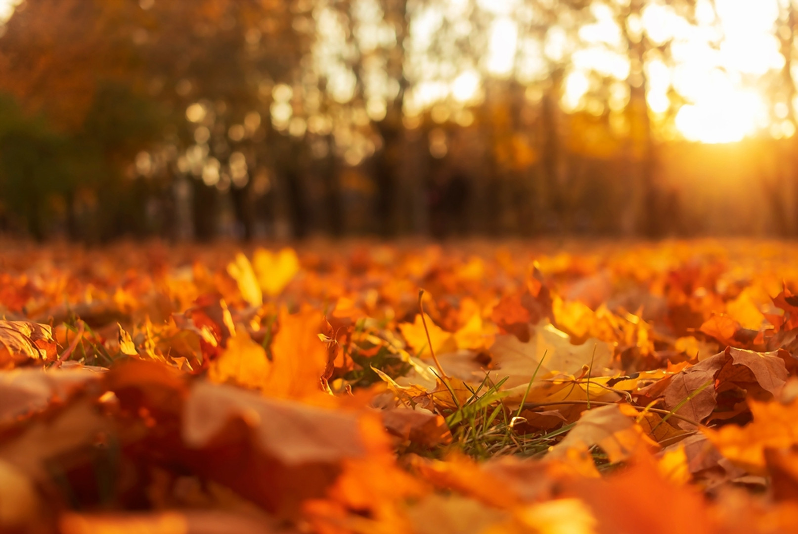  Beat Black Friday with our inspirational savings