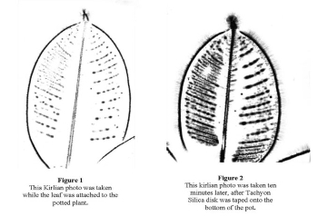 ficus-leaf-tachyon-study.jpg
