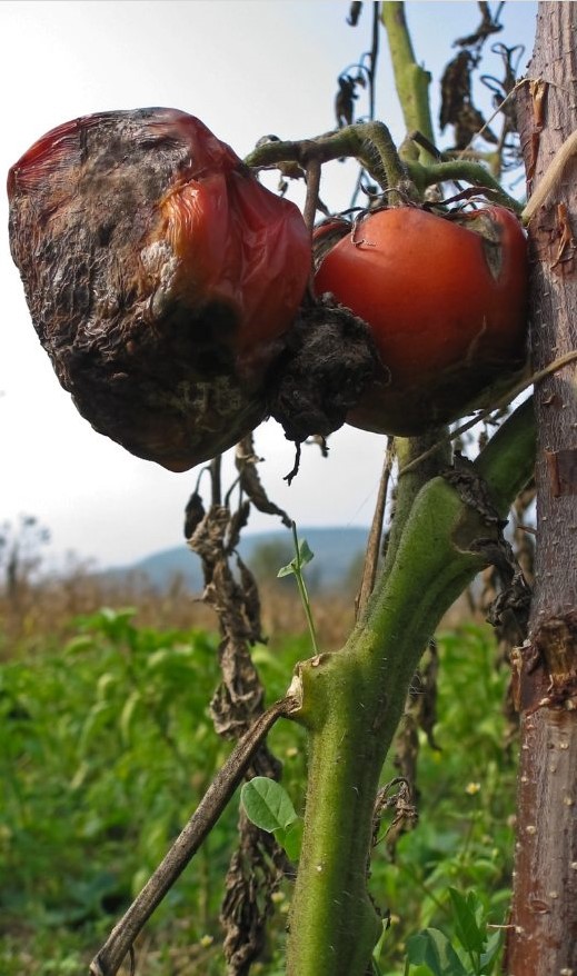 Tomatoes Sensitive to RF-EMFs