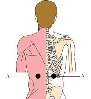 kidneyarea.png