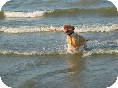 Tachyon Dog - Paulett Yellow Lab