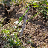 Titanium V Peg