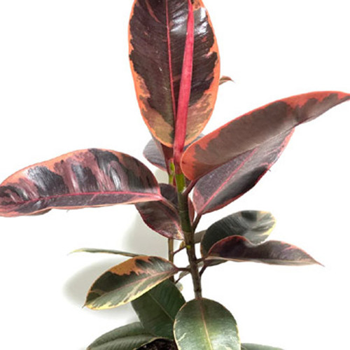 Ficus Decora Ruby, 6-Inch