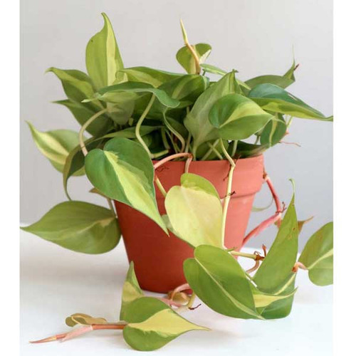 Philodendron Cordatum Brasil, 6-Inch