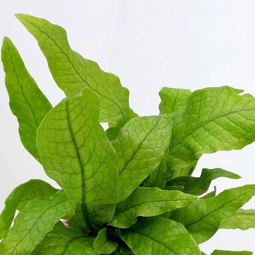 Crocodyllus Fern, 4-Inch