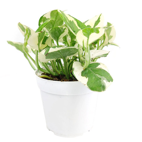 Pothos N Joy, 4-Inch