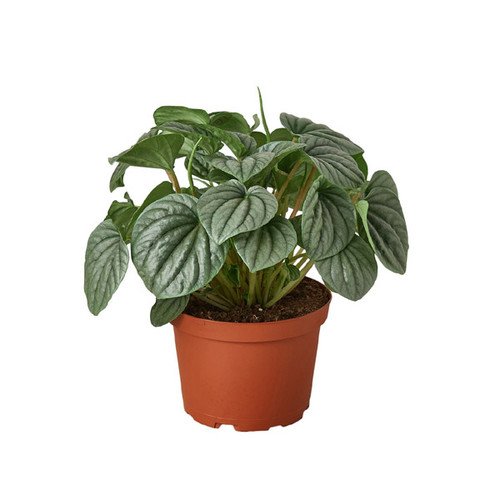 Peperomia Frost, 4-Inch