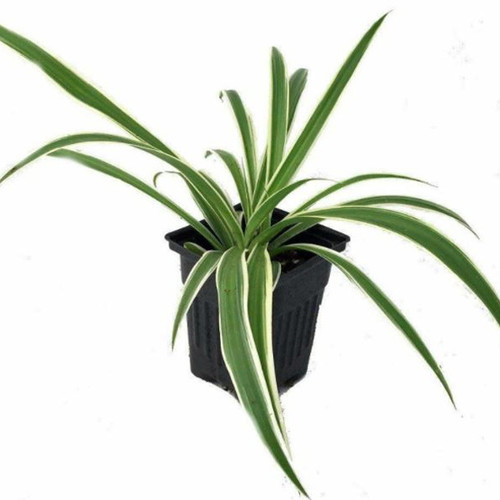 Spider Reverse, 4-Inch