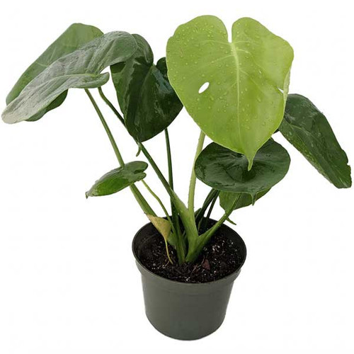 Monstera Deliciosa, 4-Inch