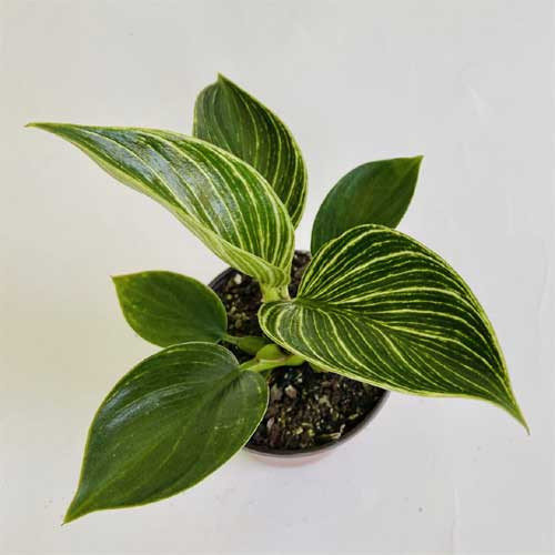 Philodendron Birkin, 4-Inch