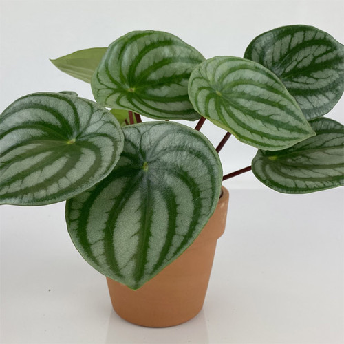 Peperomia Watermelon, 4-Inch
