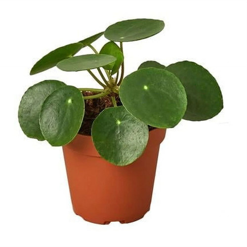 Pilea peperomioides, 4-Inch