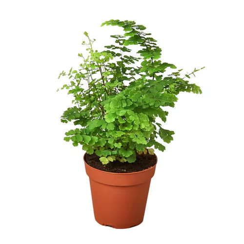 Maidenhair Fern, 4-Inch
