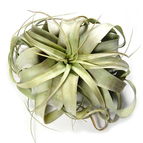Xerographica Air Plant, Large