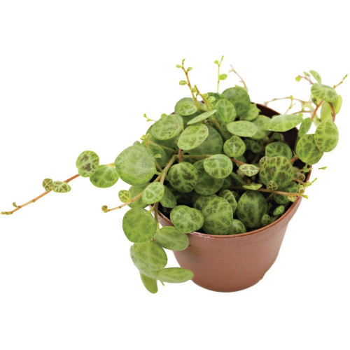 String of Turtles, 3-Inch