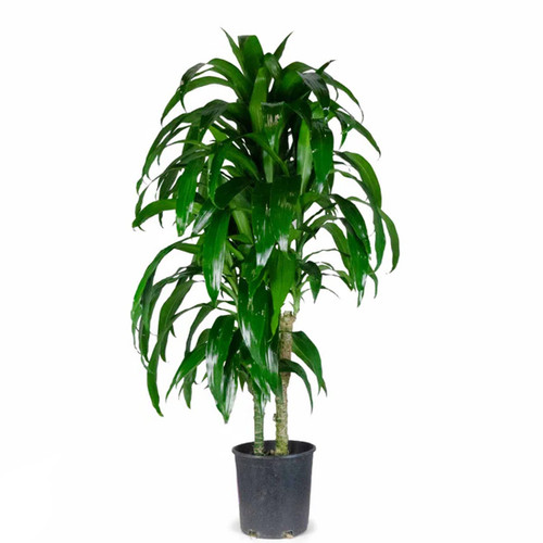 Dracaena Lisa, 2gal