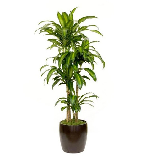 Dracaena Massangeana, 10-Inch