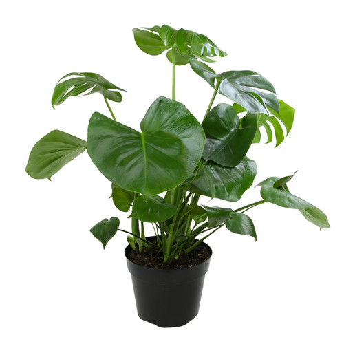 Monstera Deliciosa, 8-Inch