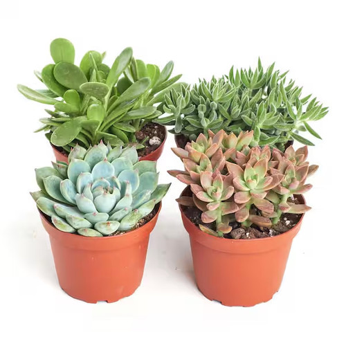 Succulent, 4-Inch