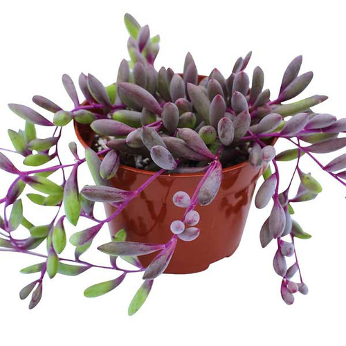 Ruby Necklace, 4-Inch