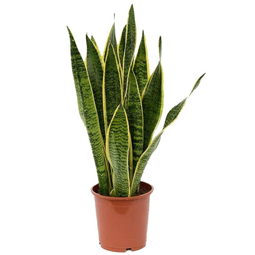 Sansevieria Laurentii, 8-Inch