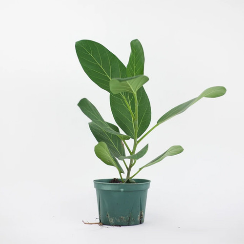 Ficus Audrey, 6-Inch