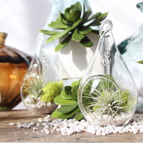 Hanging Teardrop Glass Terrarium