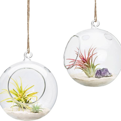 Hanging Round Glass Terrarium